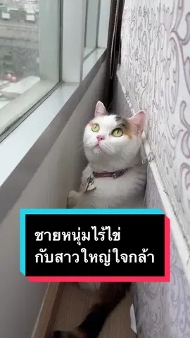 ชายหนุ่มไร้ไข่ กับสาวใหญ่ใจกล้า #มูมินแมวเหนียง #มู้ดดี้แมวแสบ #แมว #แมวน่ารัก #แมวอ้วน #แมวตลก #สวนสัตว์tiktok #cat #catsoftiktok 