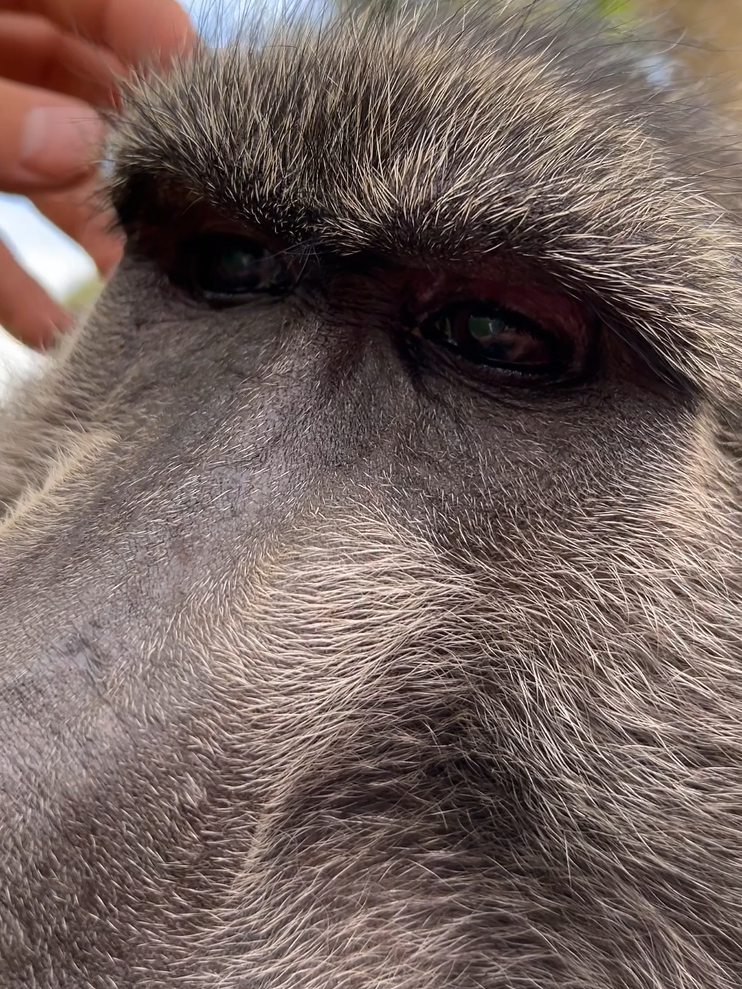 November 2023 is when Cindy the baboon became blind 🥺 it was hard for her to adjust but she has done so well since and we are so proud of her 🫶🐒 #cute #animals #animallover #wildlife #animalsoftiktok 