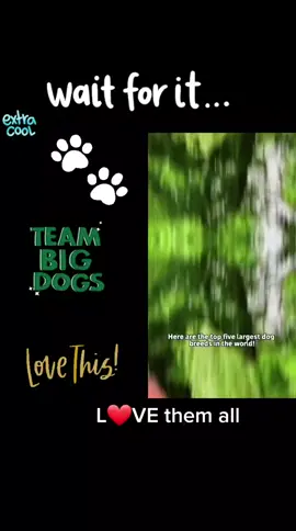 🐶🐾❤️ #bigdogs #mastiff #nc #bigpawmastiffs #gentlegiant #englishmastiff #mastiffmom #bigbreeds #mastiffsoftiktok #follow 