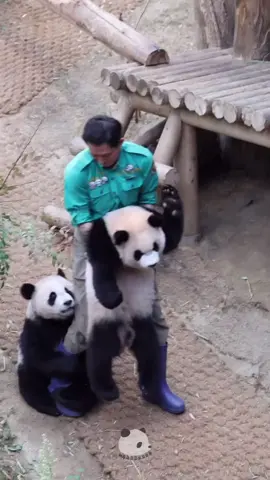 🤣🤣🤣 ông ơi shao hok bế con ông nội songbao ơi huithui said 🤣🤣🤣. Cr: baoooooooooong  #panda #gautruc #fubao #푸바오 #福宝 #pandananny #panda🐼 #pandananny #pandafubao #gautruccute #funny #pandafun #pandalover #petlover #fanruotcuafubao #ruibao #huibao 