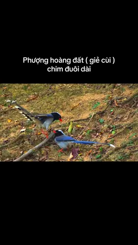 Phượng hoàng đất ( giẻ cùi ) #yeudongvat #dongvathoangda #giatri #thugianmoingay 