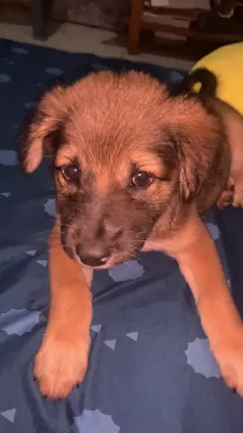 Tanoz join tren😻 #fyp 