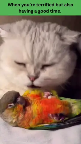 When you’re having a good time but you’re also terrified. 😳 #cat #catsoftiktok #parrotsoftiktok #animallove #lol #animals #funnypets #pet #nature #cute #funnyanimals #adorable #pets #animal #cutepetclub #fyp #PetsOfTikTok #adorableanimals #familyfriendly #socute #animalvideosforkids #kidfriendly #foryoupage #cuteanimals #cutepet #funnymemes #animalmemes #amusinganimals #trending #viral #kidfriendlycontent #animaltok 