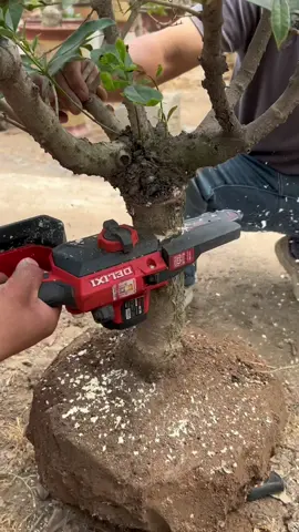 Nghệ thuật ghép tiết kiệm thời gian #nguoilamvuon #bonsai #caycanh 