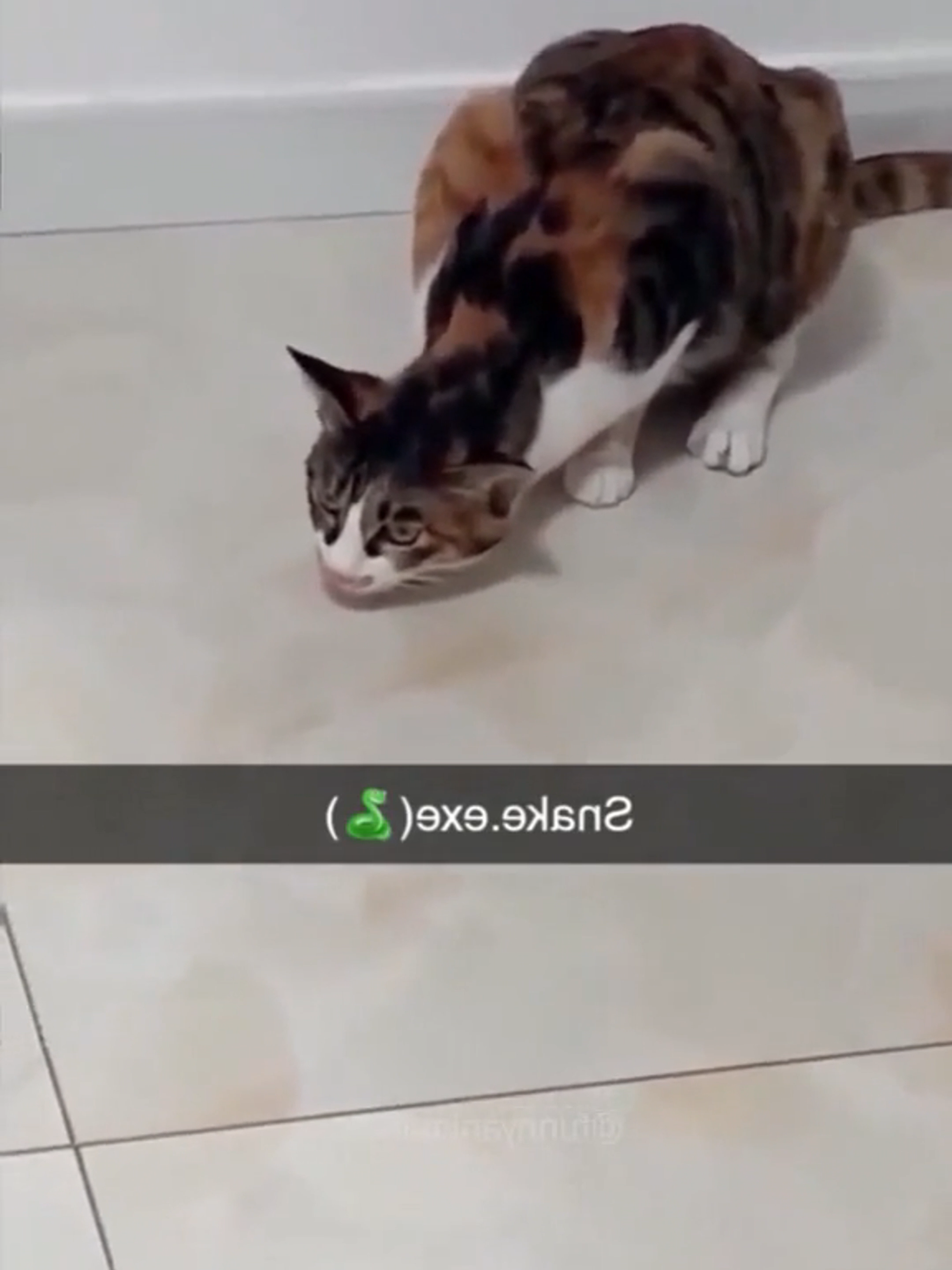 funny Pets & Animal 245   😂😂   #ねこがいる生活 #cat #cattok #foryou #catlovers #cute  #funnycat  #pet