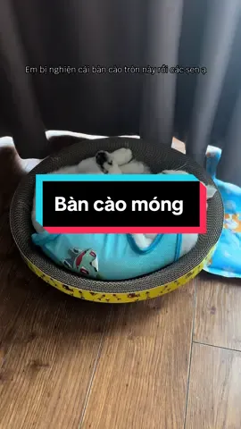 Mờ ê mê chữ ê kéo dàiiiiii luông. Bàn cào vừa để cào móng vừa để nằm ngủ luôn nè#meow #bancaomongtronchomeo #pet #PetsOfTikTok #thucung #xuhuong 