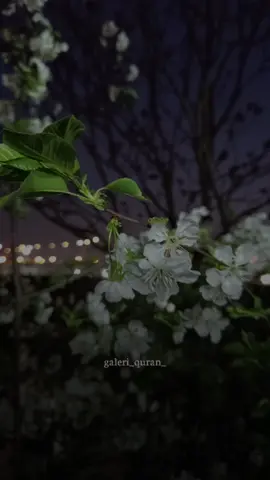 #قران_كريم #🤍  #سبحان_الله_وبحمده_سبحان_الله_العظيم #CapCut#اللهم_صلي_على_نبينا_محمد 