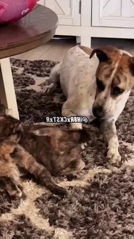 #voiceover #talkinganimals #dogsoftiktok #dog #cat #catsoftiktok #doglove #funny #catlover #animals 