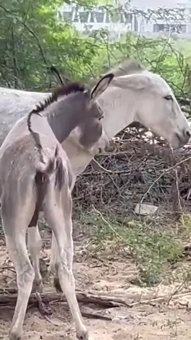 #donkey #viral  #villagelife #donkeyfarm #donkey #horse #cow #shortvideos #viralvideos #wildlife #youtubevideos #animals #donkeyfarm #youtubeshorts #youtube #foryou 