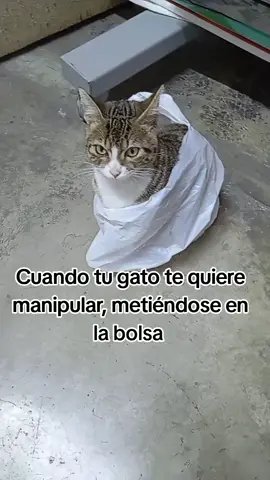 para dramático nadie lo gana 😸#veterinaria #rayosx #carapongohuachipa #mundoanimal #veterinariaelamordepapa 