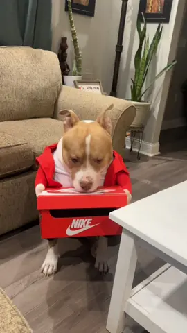 Cuando te toca, ni aunque te pongas, y cuando no, aunque te quites🥴🎁😭 #changoytita #capcut #foryoupage❤️❤️ #foryou #viral_video #entertainment #parati #humor #changoelperrito #pitbull @el viejillo 