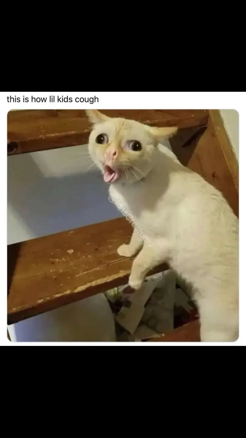 Why it be the little kids😹🤦‍♂️ #cat #cats #pets #pet #tiktokpets #catsoftiktok #fypage #memestiktok 
