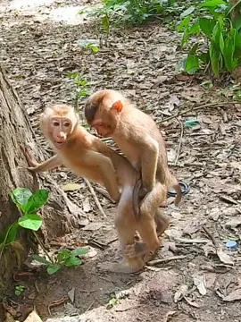Oh no qno What they doing so funny  #funnymonkey #monkeytiktok #funnymonkeyvideo #animalsbaby #babymonkey #monkeyface 