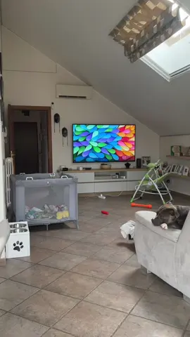 Mino felicissimo quando torna a casa la sua sorellina Sophie 😍🥹🤤🫠👧🐶❤️