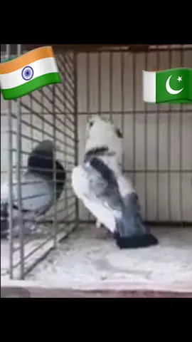 کون سوپر ہے