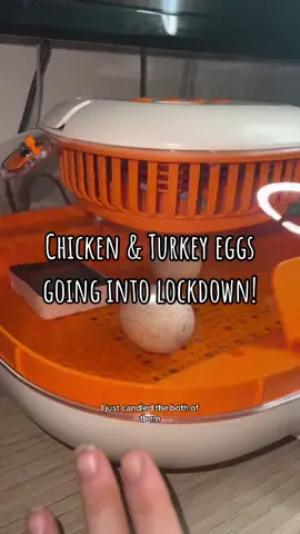 I’m using my @Chickcozy for the Turkey eggs, fingers CROSSED GUYS!!! I’ve heard REALLY good things about it & have high hopes 🥰 #chickensoftiktok #chicks #turkeys #hatchingchicks #incubator #farmlife #homestead #farm #hatchingeggs #fyp 