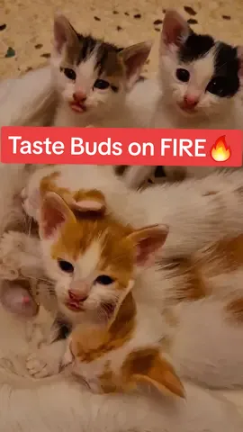 Milk Connoisseurs😂 #foryou #fyp #cute #kittens #catlover #catsoftiktok #cat #animals  #rescue #help #happy #pov #moment #pet #Love #food 