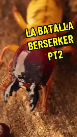 La batalla berserker pt 2 #vs #hormigas #berserker #insectos #foryou #naturaleza #documental #curiosidades #guerra #