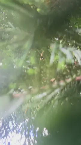 Hot tomata 🍅 #tomsrefurb #cars #hotrods #chevy