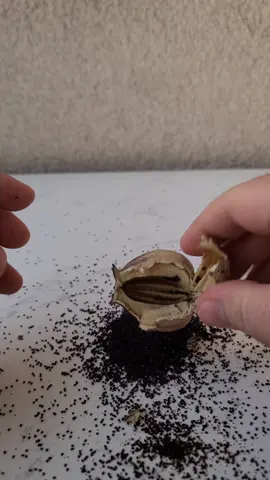 Open this strange Plant👽 #plant #seeds #education #learn #strange 