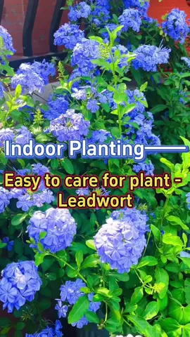 Leadworts #homegarden #indoorgarden #houseplants #indoorplants #plants #garden #flowers #gardening #leadwort #plumbago 