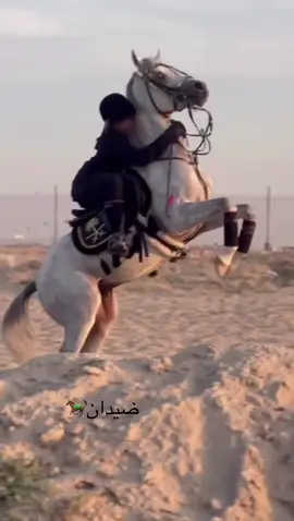 خلقـت بالراس عز وبالنسم زومـه ‏وتدنيقـة الراس مو من ضمن اختياراتي #اكسبلور #الترندات_للشيوخ #تصميم_خيل #CapCut #خيل_عربي_اصيل #pyf #trending #ترند #explore #كادي #مالي_خلق_احط_هاشتاقات 