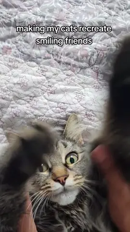 she got a lil treat after this #smilingfriends #mexicantiktok #fyp #catsoftiktok #PetsOfTikTok #Michi #Glep #mrboss #pim 