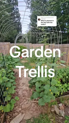 Replying to @pauladuquesnel Mini trellis and garden bed update 😊 I'll do a whole June garden tour this weekend!  #verticalgarden #verticaltrellis #gardentrellis #garden #veggiegarden #Zone8a #Gardening #northcarolina #raisedbedgarden #fyp #gardenproject #GardenTok #gardeninspiration #gardenmotivation #growyourownfood 