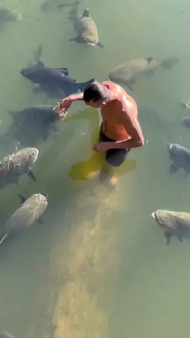#valdemir  encontrar de peixes ginásio 