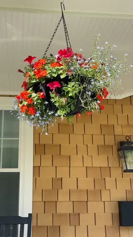 Decided to make my own hanging planter this year and lets just say, its growing beautifully!! 😍  #hangingplanter #planting #hangingbasket #porchdecor #gardening #flowers 