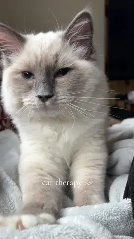 cat therapy 🤍 #catpurring #cattherapy #catsound #ragdoll #kittensoftiktok 