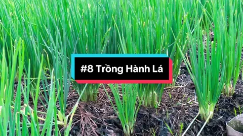 Mùa mưa tới rồi ! Người vất vả vẫn là người Nông Dân #hienonha  
