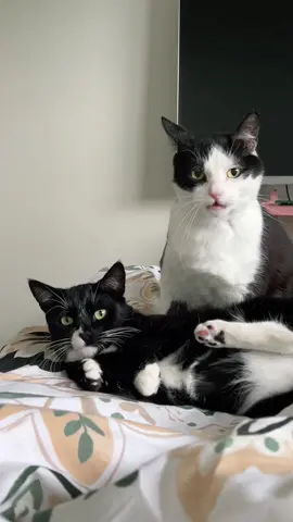 Happy Pride Month 🌈✨ #gaycats #foryou #fyp #tuxedocats #catsoftiktok #catvideos 