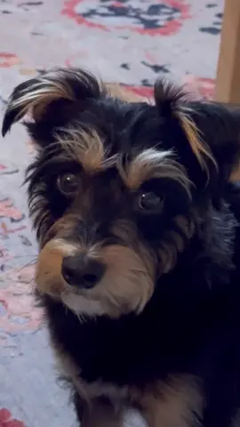 Those eyes make me cave 😅