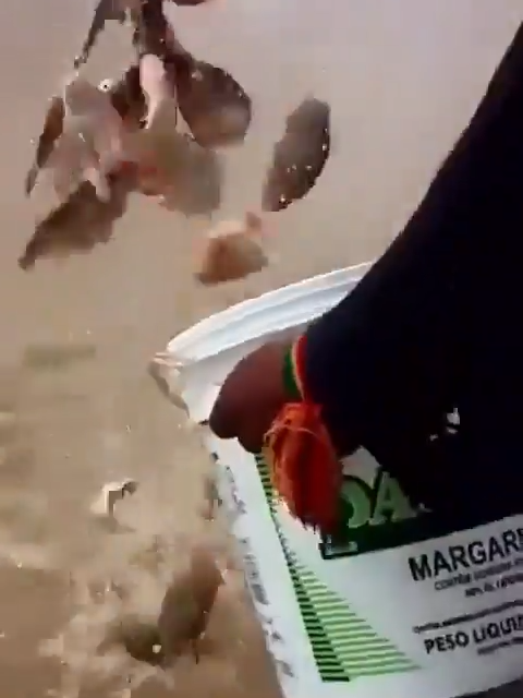 catching piranhas #piranhas #fishing #catch #fishinglife #fishingchallange