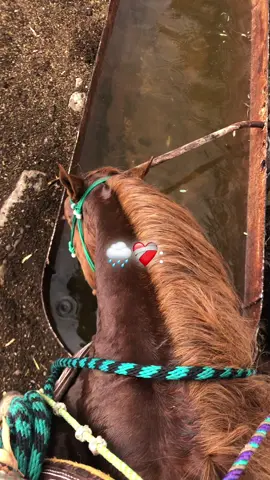 #fipシviral #enparatii #diaslluviosos #rancho #caballostiktok 