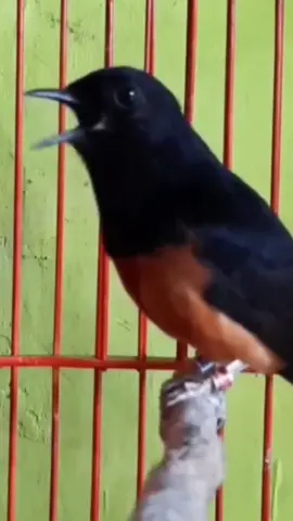 #fyp #cendet #cipoh #gacor #burung #murai #kacer #jalak #kenari #kutilangmaniaindonesia 