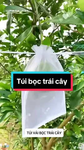 Túi vải bọc trái cây có dây rút, nhiều kích thước to nhỏ, hết mùa có thể tháo ra tái sử dụng được cho mùa sau, rất tiện lợi #tuivaiboctraicay #tuiboctraicay #xuhuong #vairal 