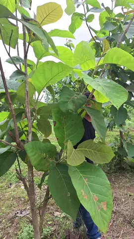 #khuntharcho #ခွန်သာချို 