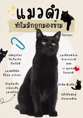 ส่วนตัวแมวดำที่ใหม่เลี้ยงอยู่ ขี้อ้อนทุกตัวเลยค่ะ ไหน?? มีใครเลี้ยงแมวดำอยู่บ้าง นิสัยเป็นยังไงกันบ้างคะ  #แมวดํา #ทาสแมว #ใหม่ทาสแมว #ช่องใหม่ทาสแมว #tiktokshopครีเอเตอร์ @ใหม่ทาสแมว @ใหม่ทาสแมว @ใหม่ทาสแมว 