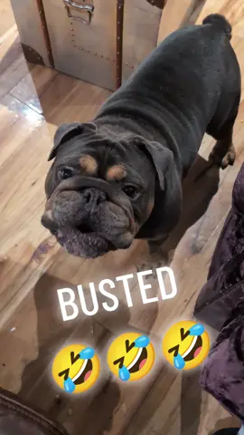 Caught Frank my #britishbulldog eating off my plate! 🤣 Nearly gave him a heart attack! Totally busted! #prank #funnydog #jumpscare #dogsofttiktok #dogsofinstagram #dogs #pets #bulldog #funny #scare #surprise #family #fun #laugh 