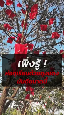 เพิ่งรู้ ! ห่อทุเรียนด้วยถุงแดงมันดีขนาดนี้ ป้องกันหนอนเจาะผลทุเรียนได้เกือบ 100% แถมช่วยทำให้ผลใหญ่ขึ้น เนื้อเยอะ เม็ดลีบ เปลือกบาง ถูกใจผู้บริโภค  #เทคโนโลยี #นวัตกรรมเกษตร #ถุงแดงห่อทุเรียน #MagikGrowth #เอ็มเทค #สวทช #NSTDA #MTEC #เกษตรอินทรีย์ #เกษตรกร #เทรนด์วันนี้ #เรื่องนี้ต้องดู