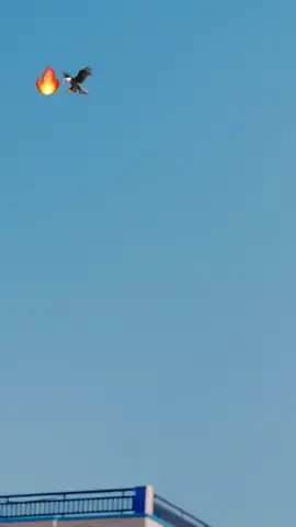 @چوہدری حسن گوندل (سوکھے کا)☠️✨ @🥷FAADI🥷 @☠️ دلوآنہ☠️ @Basharat mahka bhikhi 💝🦅 @Rj_gondal @RJ_gondal @ح س E E ب🫶🏻 #گوندل #❤️🌹🌹🌻🌼🌷🌸🌺💐🍁🍂🍃 🍁🌸🔥❤️🤫😡🍁🦅❤️‍🔥🐴😁🤬☠️🥃✅