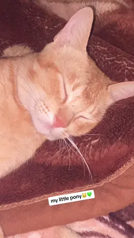 #mycatsocute #mylittlepony #1M 🐱💚