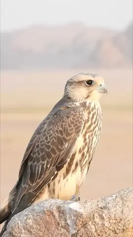 #اكسبلور_تيك_توك #الحدود_الشماليه #تصويري_احترافي_الاجواء👌🏻🕊😴 #الصقور🦅🦅💙💙💙 #الامارات_السعوديه_الكويت_البحرين_عمان  #صقاقير_الخليج #صقاقير_الامارات #صقاقير_قطر #صقاقير #صقاقير_السعوديه_اكس_بلور 