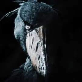 With a dead blank stare #fyp #shoebill #animal #edit