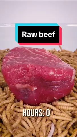 Replying to @nap.im7 mealworms vs raw beef #timelapse #mealworms 