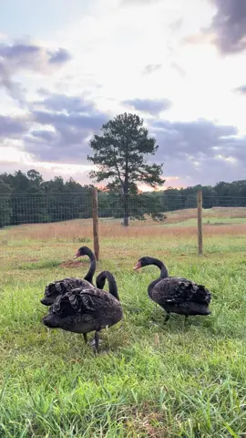 Somwwhere in Georgia USA #blackswan #blackswans #swansoftiktok #birdmim #swans #farmlifeforever 