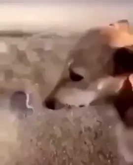 #رياكشن#يعوضك الله#الشعب_الصيني_ماله_حل😂😂 #الشعب_الصيني_ماله_حل😂😂 #احبكم 