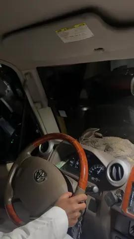 #مقناص#ارانب #حركة_إكسبلور #الحره #تيماء #تبوك #العلا 